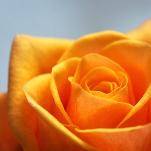 Is a challenge to insurance premiums really a rate challenge in Missouri? Not even flowers will get an insured around the administrative review process.